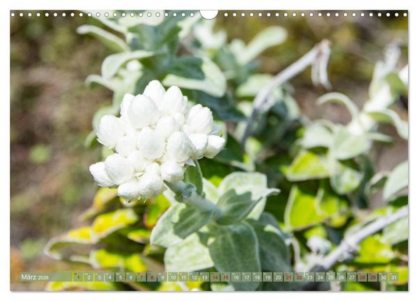 Produktbild: Fynbos - Die einzigartige Flora S&uuml;dafrikas (Wandkalender 2026 DIN A3 quer), CALVENDO Monatskalender