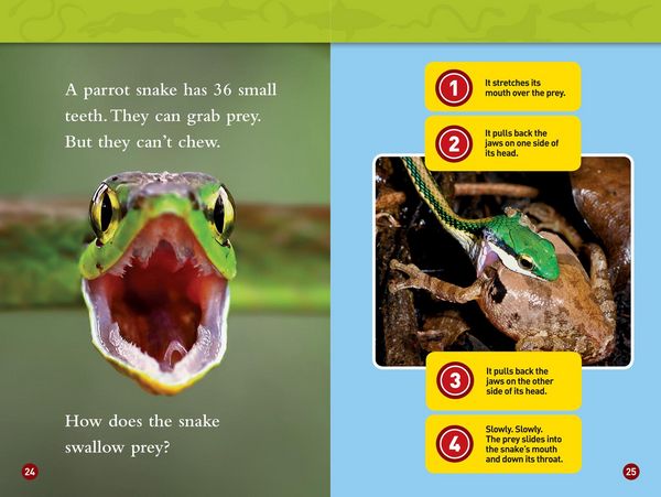 Produktbild: Predator Face-Off (National Geographic Kids Readers, Level 1)