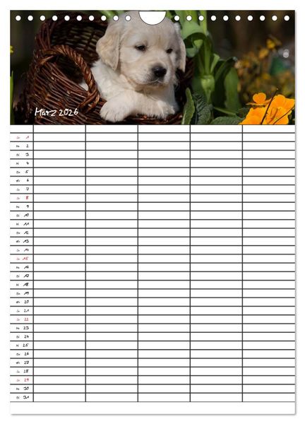 Produktbild: Familienplaner: Golden Retriever Welpen (Wandkalender 2026 DIN A4 hoch), CALVENDO Monatskalender