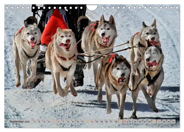Produktbild: Huskies - Schlittenhunde (Wandkalender 2026 DIN A4 quer), CALVENDO Monatskalender