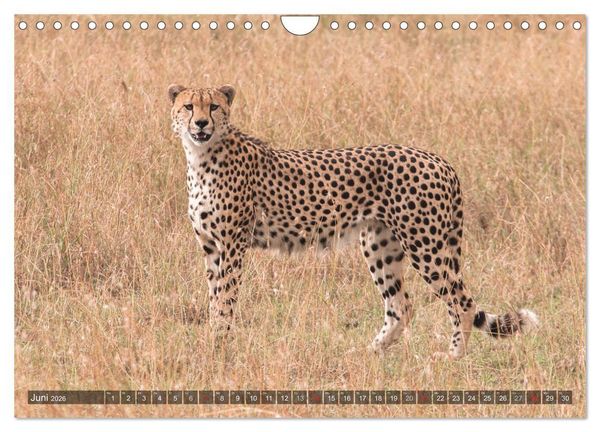 Produktbild: Geparde - J&auml;ger der Savanne (Wandkalender 2026 DIN A4 quer), CALVENDO Monatskalender
