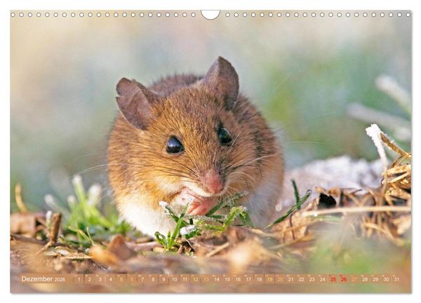 Produktbild: Zauberhafte M&auml;use: Von wegen nur Grau (Wandkalender 2026 DIN A3 quer), CALVENDO Monatskalender