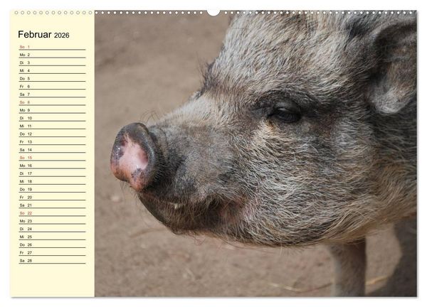 Produktbild: Von S&auml;uen die Schwein haben! (hochwertiger Premium Wandkalender 2026 DIN A2 quer), Kunstdruck in Hochglanz