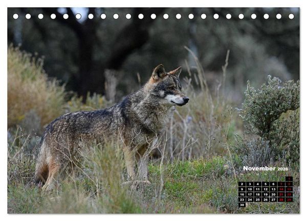 Produktbild: Willkommen Wolf (Tischkalender 2026 DIN A5 quer), CALVENDO Monatskalender
