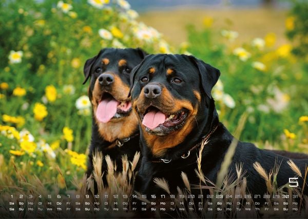 Produktbild: Wuff - Unsere Vierbeiner - Der Hundekalender - 2027 - Kalender DIN A3