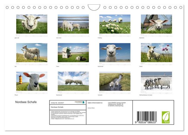 Produktbild: Nordsee Schafe (Wandkalender 2026 DIN A4 quer), CALVENDO Monatskalender