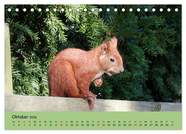 Produktbild: Wilder Nordosten - Aug in Aug mit Tieren der Ostseeregion (Tischkalender 2026 DIN A5 quer), CALVENDO Monatskalender