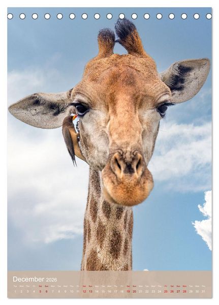 Produktbild: Giraffe Tales (Desk Calendar 2026 DIN A5 portrait), CALVENDO 12 Month DeskCalendar