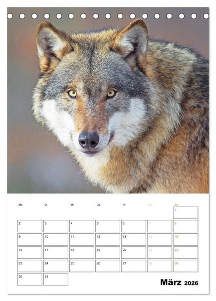 Produktbild: Wilde Tiere: Zuhause in Wald und Flur (Tischkalender 2026 DIN A5 hoch), CALVENDO Monatskalender