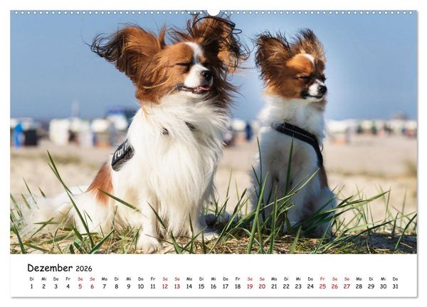 Produktbild: Strandurlaub mit Hund (Wandkalender 2026 DIN A2 quer), CALVENDO Monatskalender