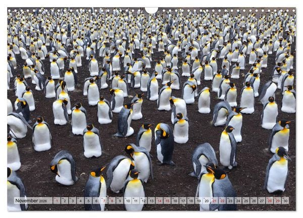 Produktbild: Pinguine der Falkland Inseln (Wandkalender 2026 DIN A3 quer), CALVENDO Monatskalender