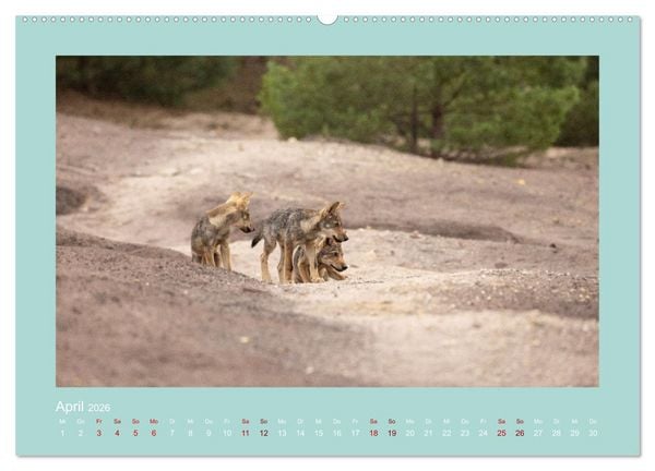 Produktbild: W&ouml;lfe, Impressionen aus der Lausitz (Wandkalender 2026 DIN A2 quer), CALVENDO Monatskalender