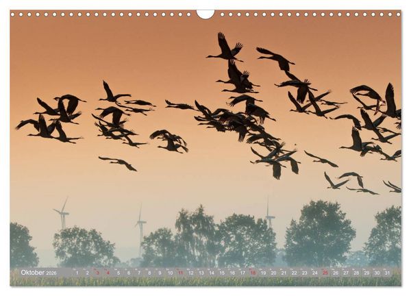 Produktbild: KranichRomantik (Wandkalender 2026 DIN A3 quer), CALVENDO Monatskalender