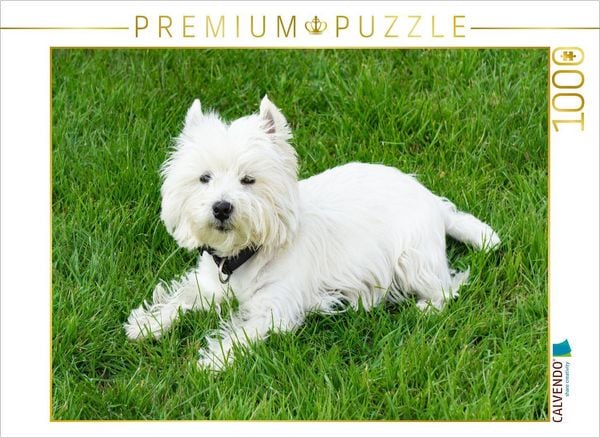 Produktbild: CALVENDO Puzzle S&uuml;&szlig;er West Highland White Terrier liegt im Gras | 1000 Teile Lege-Gr&ouml;&szlig;e 64x48cm Foto-Puzzle f&uuml;r gl&uuml;ckliche Stunden