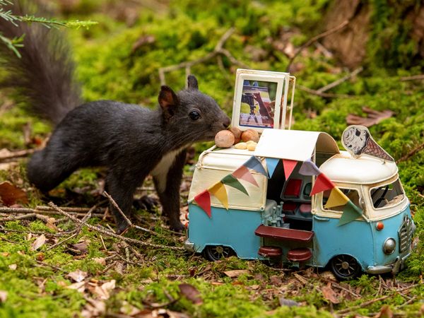 Produktbild: CALVENDO Puzzle Es gibt Nuss-Eis, liebes Schwarzwald-Eichh&ouml;rnchen! | 1000 Teile Lege-Gr&ouml;&szlig;e 64x48cm Foto-Puzzle f&uuml;r gl&uuml;ckliche Stunden