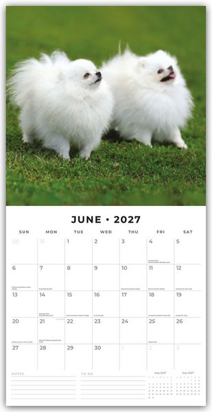Produktbild: Pomeranians &ndash; Zwergspitz &ndash; Pomeranian Zwergspitz 2027 &ndash; 16-Monatskalender