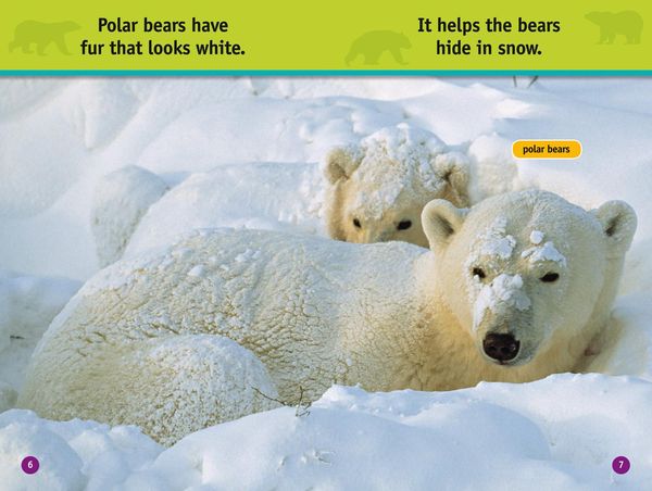 Produktbild: All About Bears