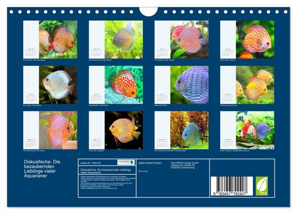 Produktbild: Diskusfische. Die bezaubernden Lieblinge vieler Aquarianer (Wandkalender 2026 DIN A4 quer), CALVENDO Monatskalender