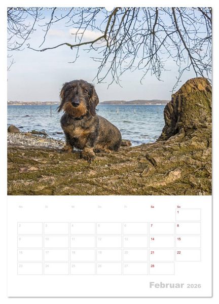 Produktbild: Der Dackel (M)ein treuer Weggef&auml;hrte (hochwertiger Premium Wandkalender 2026 DIN A2 hoch), Kunstdruck in Hochglanz