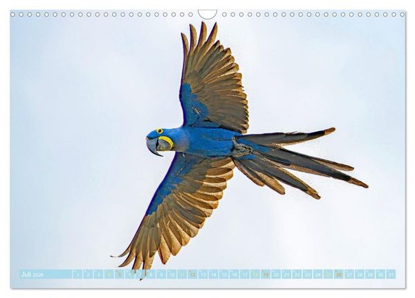 Produktbild: Papageien: Farbenpracht im Flug (Wandkalender 2026 DIN A3 quer), CALVENDO Monatskalender