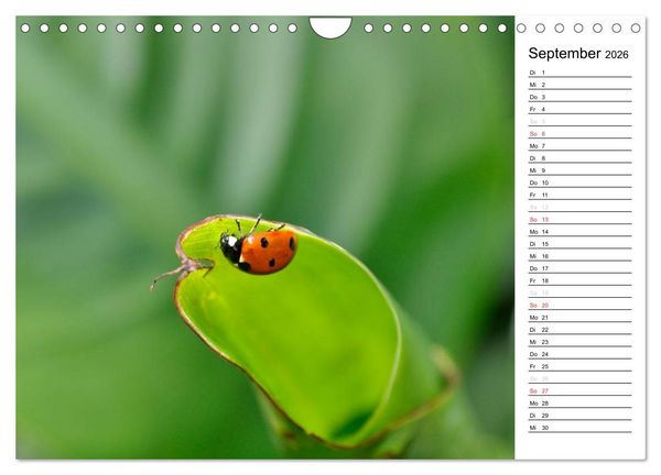 Produktbild: Marienk&auml;fer 2026 (Wandkalender 2026 DIN A4 quer), CALVENDO Monatskalender