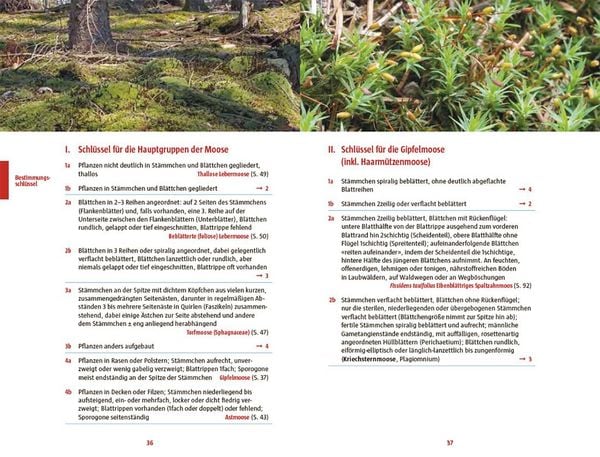 Produktbild: Moose des Waldbodens