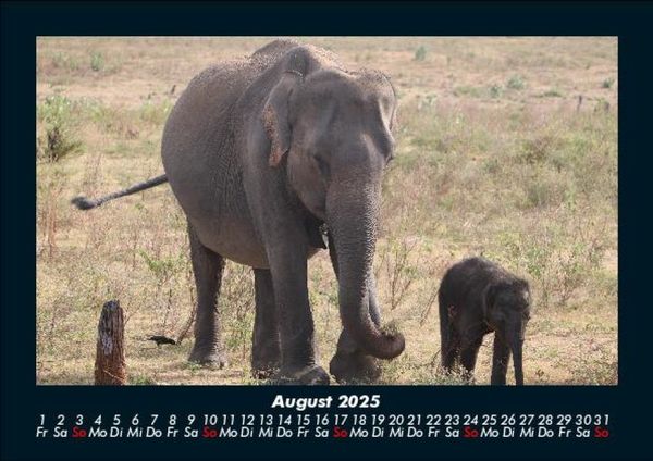 Produktbild: Elefanten - Die sanften Riesen Afrikas 2025 Fotokalender DIN A5