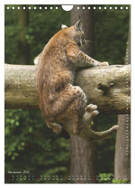 Produktbild: Luchs (Wandkalender 2026 DIN A4 hoch), CALVENDO Monatskalender