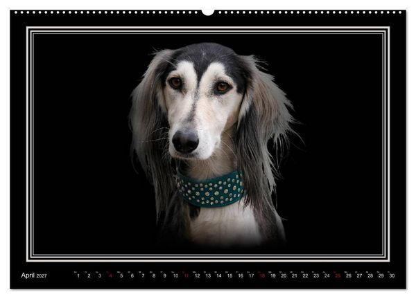 Produktbild: Saluki 2027 (hochwertiger Premium Wandkalender 2027 DIN A2 quer), Kunstdruck in Hochglanz