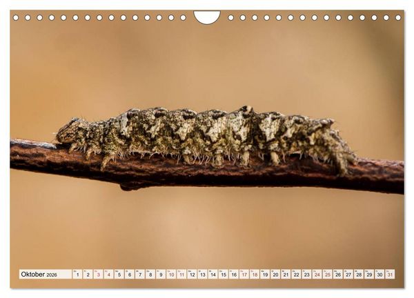 Produktbild: INSEKTEN GANZ NAHE (Wandkalender 2026 DIN A4 quer), CALVENDO Monatskalender