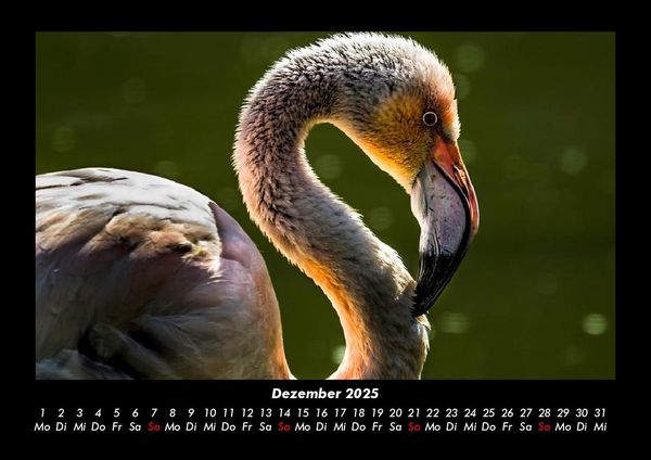 Produktbild: Welt der V&ouml;gel 2025 Fotokalender DIN A3