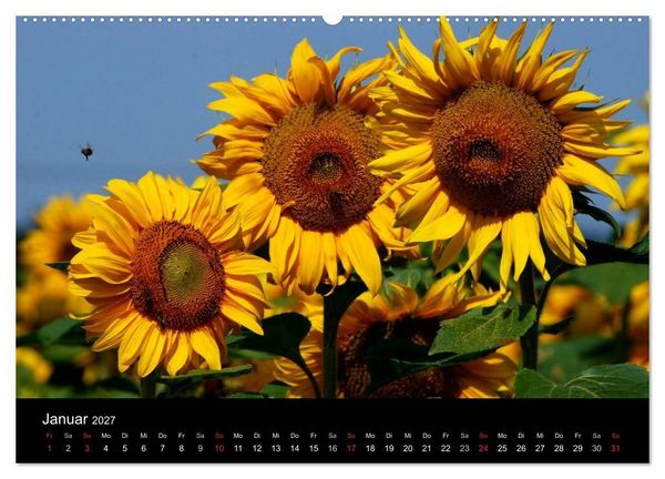 Produktbild: Sonnenblumen (Wandkalender 2027 DIN A2 quer), CALVENDO Monatskalender