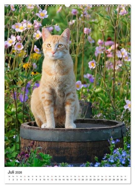 Produktbild: COUNTRY CATS (hochwertiger Premium Wandkalender 2026 DIN A2 hoch), Kunstdruck in Hochglanz