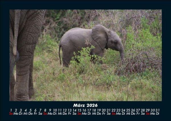 Produktbild: Elefanten - Die sanften Riesen Afrikas 2026 Fotokalender DIN A5
