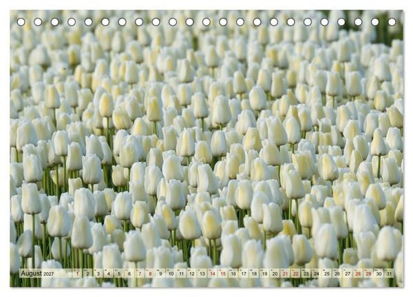 Produktbild: Tulpen - Hollands Stolz (Tischkalender 2027 DIN A5 quer), CALVENDO Monatskalender