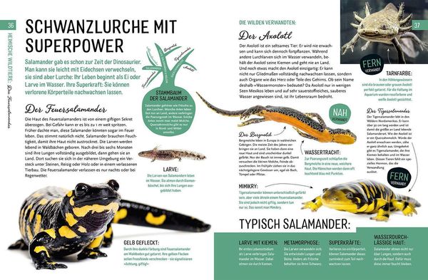 Produktbild: Heimische Tiere und ihre wilden Verwandten