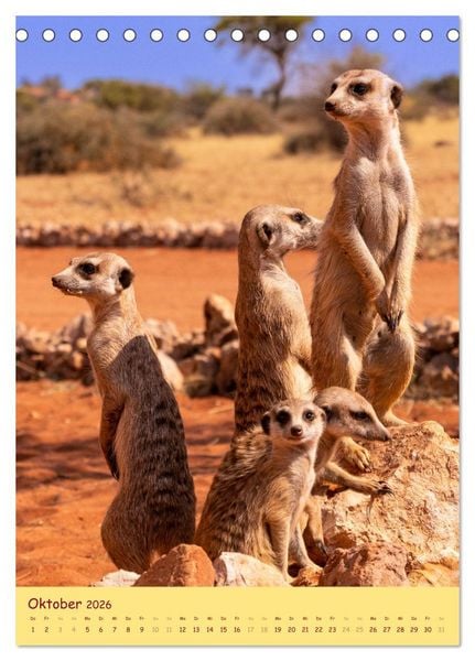Produktbild: Erdm&auml;nnchen - Eine Kolonie in der Kalahari (Tischkalender 2026 DIN A5 hoch), CALVENDO Monatskalender