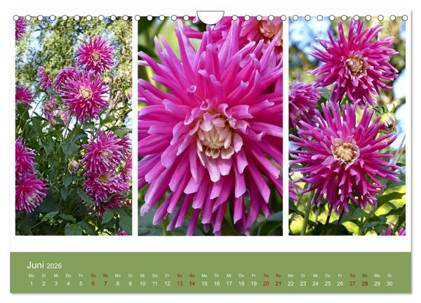 Produktbild: Dahlien-Triplets (Wandkalender 2026 DIN A4 quer), CALVENDO Monatskalender