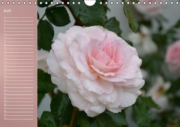 Produktbild: Zarte Sch&ouml;nheiten - Rosen (Wandkalender immerw&auml;hrend DIN A4 quer)