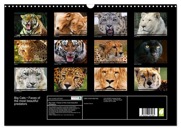 Produktbild: Big Cats &bull; Faces of the most beautiful predators (Wall Calendar 2026 DIN A3 landscape), CALVENDO 12 Month Wall Calendar