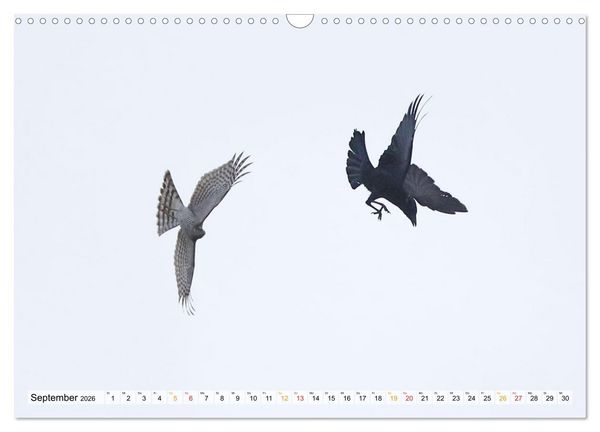 Produktbild: Spitze Krallen und scharfer Blick - Verhalten Sperber (Wandkalender 2026 DIN A3 quer), CALVENDO Monatskalender