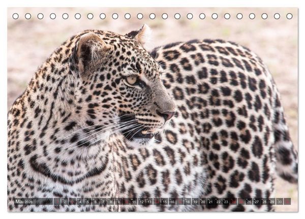 Produktbild: Leoparden - Geheimnisvolle J&auml;ger (Tischkalender 2026 DIN A5 quer), CALVENDO Monatskalender