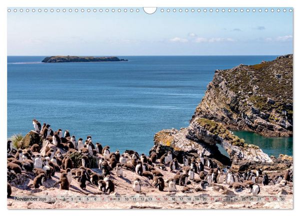 Produktbild: In the Falkland Islands (Wall Calendar 2026 DIN A3 landscape), CALVENDO 12 Month Wall Calendar