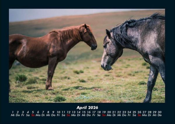 Produktbild: Pferdegefl&uuml;ster 2026 Fotokalender DIN A4