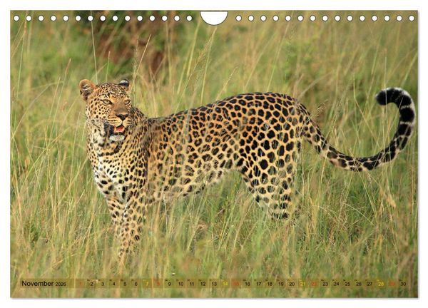 Produktbild: Wildtierparadies Afrika - Eine Foto-Reise durch die Savannen (Wandkalender 2026 DIN A4 quer), CALVENDO Monatskalender