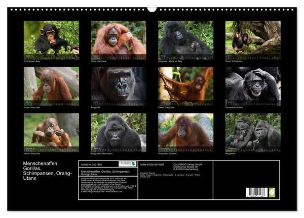 Produktbild: Menschenaffen. Gorillas, Schimpansen, Orang-Utans (Wandkalender 2026 DIN A2 quer), CALVENDO Monatskalender
