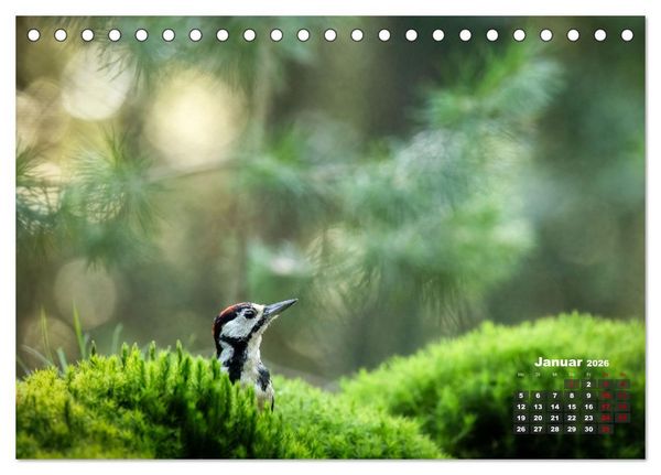Produktbild: V&ouml;gel in heimischen W&auml;ldern (Tischkalender 2026 DIN A5 quer), CALVENDO Monatskalender