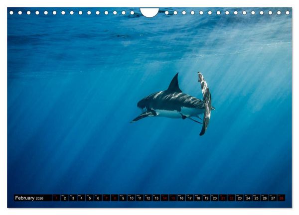 Produktbild: The Great White Shark: King of the Ocean (Wall Calendar 2026 DIN A4 landscape), CALVENDO 12 Month Wall Calendar