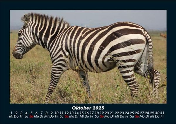 Produktbild: Zebrazauber 2025 Fotokalender DIN A5