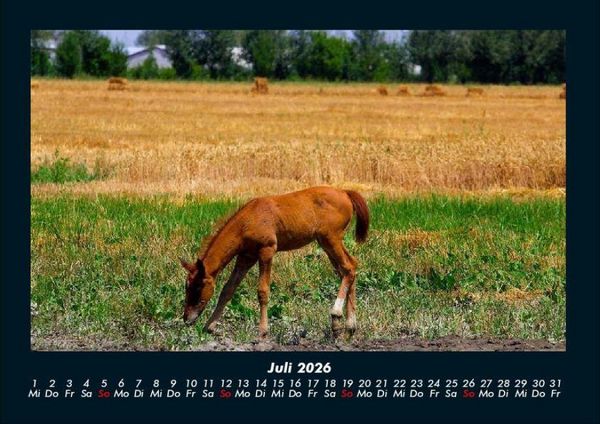Produktbild: Pferdegefl&uuml;ster 2026 Fotokalender DIN A4
